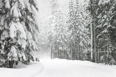 Aperturee Snow Winter Wonderland Portrait Backdrop For Holiday