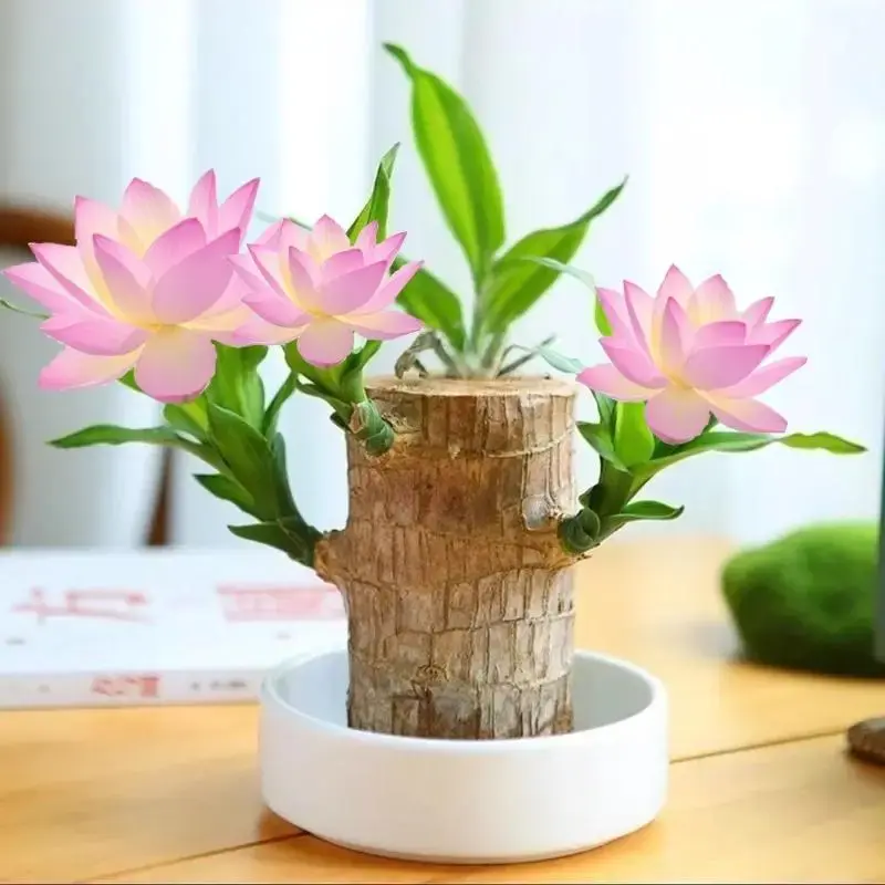 Magical Brazilian Wood Plant with Mysterious Doll & Decorative Plate – Perfect for Home Décor