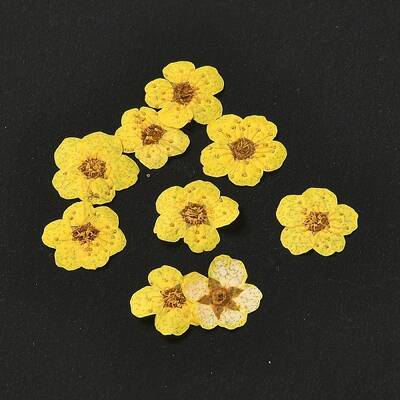 Narcissus Embossing Dried Flowers