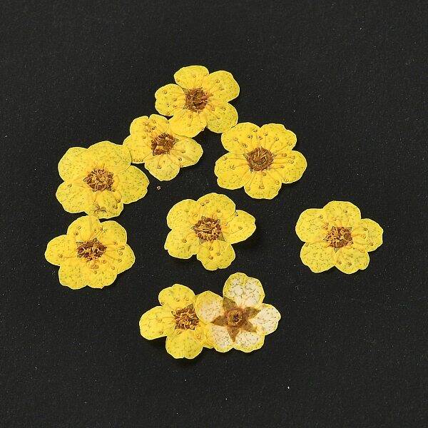 Narcissus Embossing Dried Flowers