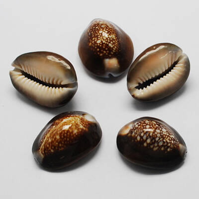 Natural Cowrie Shell Beads