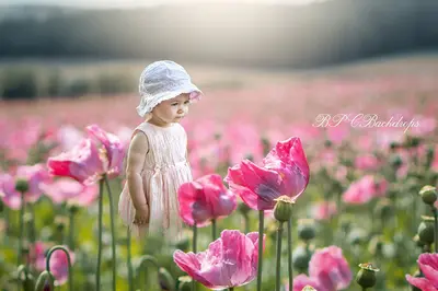Aperturee Pink Tulip Field Pink Flowers Portrait Spring Backdrop