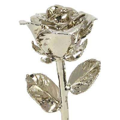 17 Platinum Dipped Rose
