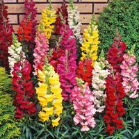 500+ Mix Snapdragon Flower Seeds for Planting, Beautiful Flowers to Plant in Your Garden; Non-GMO Heirloom Seeds; Wonderful G...