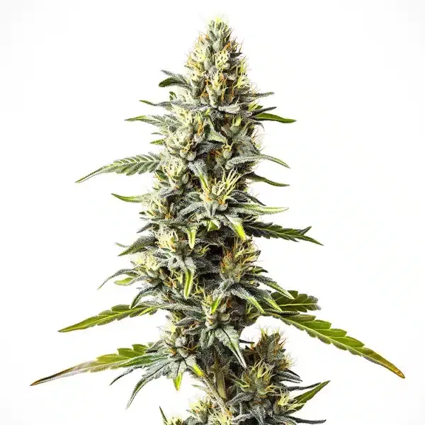 Cream Caramel - Seeds Pack: 3-seeds