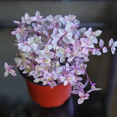 Pink Panther Pink Lady Bolivian Jewel Callisia Repens Wandering Jew Plant 2\