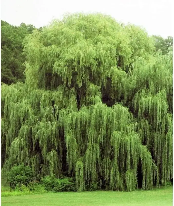 2 Golden Weeping Willow Trees - Ready to Plant - Live Plants - Beautiful Arching Canopy