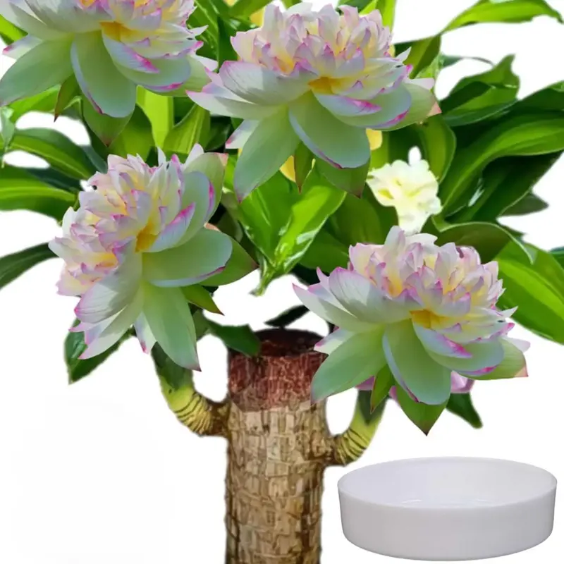 Brazilian Wood Hydroponic Plant Lucky Wood Symbol of Luck Prosperity Easy to Grow Indoors Ceramic Tray Included Enhances Humi...