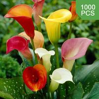 Calla lily seed flowers, beautiful flowers, mixed colors, perennial plants, garden planting, easy to grow, low maintenance