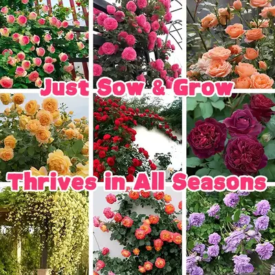 Mixed Color Climbing Rose Seeds – 200 to 2000 Seeds, Easy to Grow, Year-Round Planting, 95% Germination Rate
