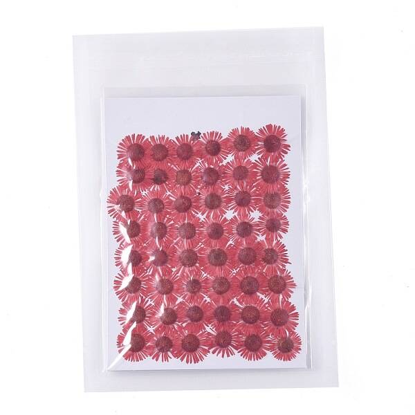 Centaurea Iberica Embossing Dried Flower