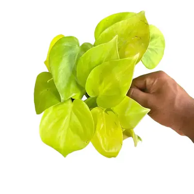 New - Philodendron Neon Cord - 4 Inch
