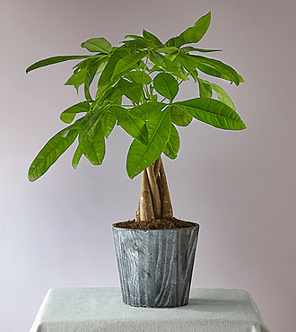 Lucky Day Money Tree - FedEx