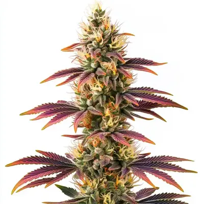 Peyote Cookies - Seeds Pack: 3-seeds