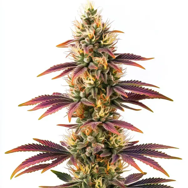 Peyote Cookies - Seeds Pack: 3-seeds
