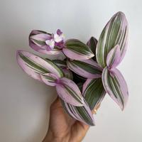 Tradescantia Nanouk 4\