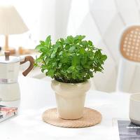 [Summer must-have] Good home item, mint flowers, can be placed on the balcony, courtyard, office or bedroom, can be used in a...