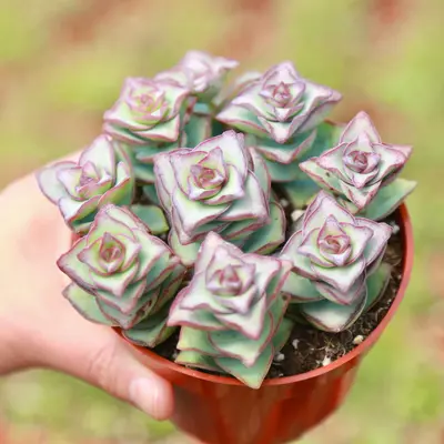 Ivory Tower String of Button Live Succulent Plant in 2” 4“ Pot