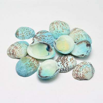 Dyed Natural Shell Beads