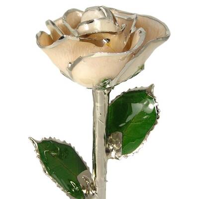 11 Silver Trimmed Cream Rose