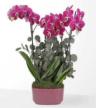 Enchanting Purple Orchid - FedEx