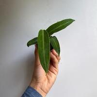 Anthurium queen Warocqueanum 2\