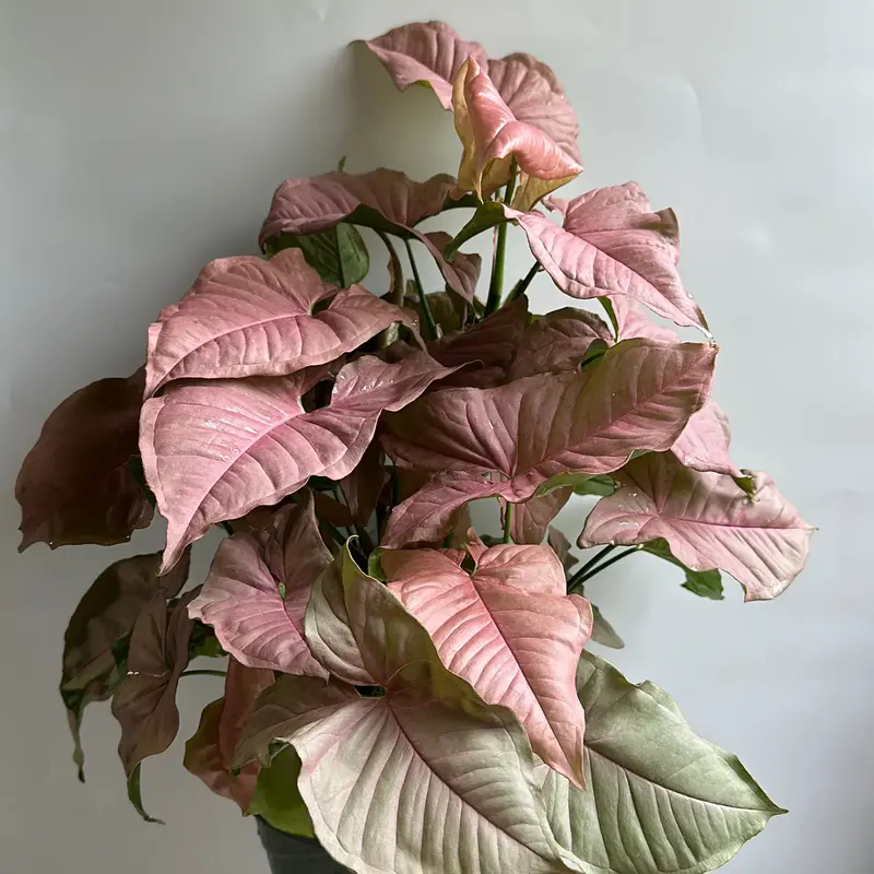 Syngonium Neon Pink 8\