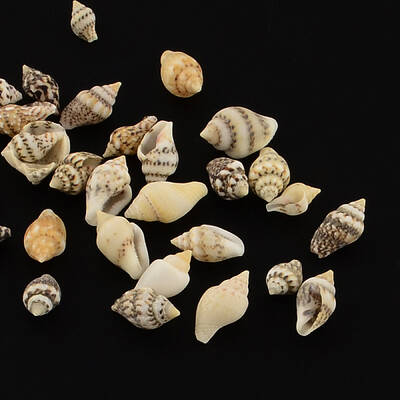 Natural Spiral Shell Beads
