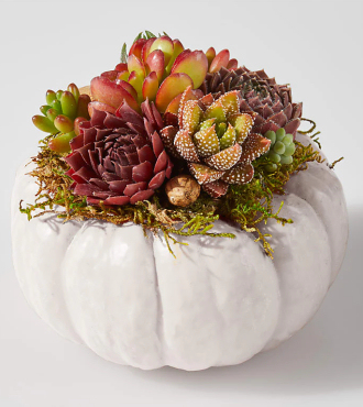 Live White Pumpkin Succulent Garden Mini - FedEx