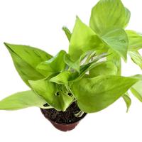 Epipremnum São Paulo Pothos 4in Pot