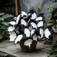 1000 Pcs Hosta Seeds for Planting PerennialShade-Loving Ground Cover That Thrives withMinimal Water