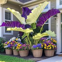 Bicolor Caladium & Large - Leafed Arrowroot Seeds (100 Pcs) | Caladium Seeds for Year - Round Potted Plants, Ideal for Indoor...