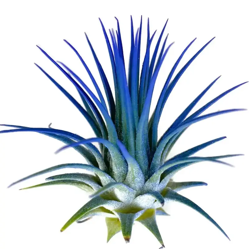 Ionantha Guatemala Tillandsia Air Plant Blue, Guatemala Tillandsia Live Airplant, mini plant, small airplant for display, Hea...