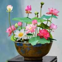 60/120 Pcs Mixed Color Bonsai Bowl Lotus Seeds - Exotic Water Lily Flower Plant Seeds for Ornamental Pond and Home Planting,F...
