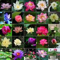 15 Pcs Mixed Bonsai Bowl Lotus Seeds - Vibrant Water Lilys Flower Plant for Fresh Gardens - Non-GMO Aquatic Seeds (Mixed Colo...
