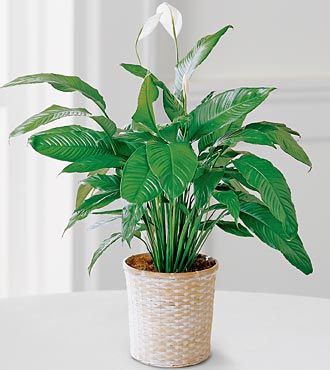 FTD Peace Lily Plant