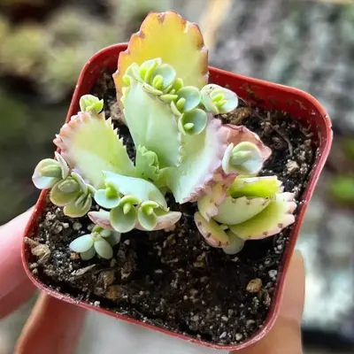 Mother of Thousands, Kalanchoe Succulent, Small Plant in 2”, 4”pot