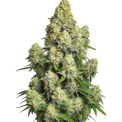 Cinderella 99 Auto - Seeds Pack: 50-seeds