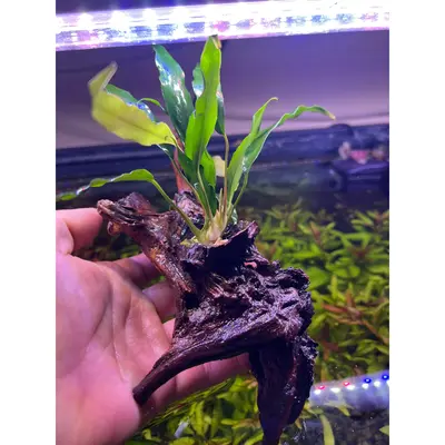 Anubias on driftwood
