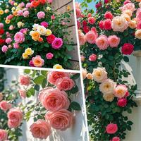 500P/CS+ Mixed Climbing Rose Seeds - Easy-Grow Perennial Flowers with 180-Day Blooms, Perfect Gift for Gardeners (Planting In...