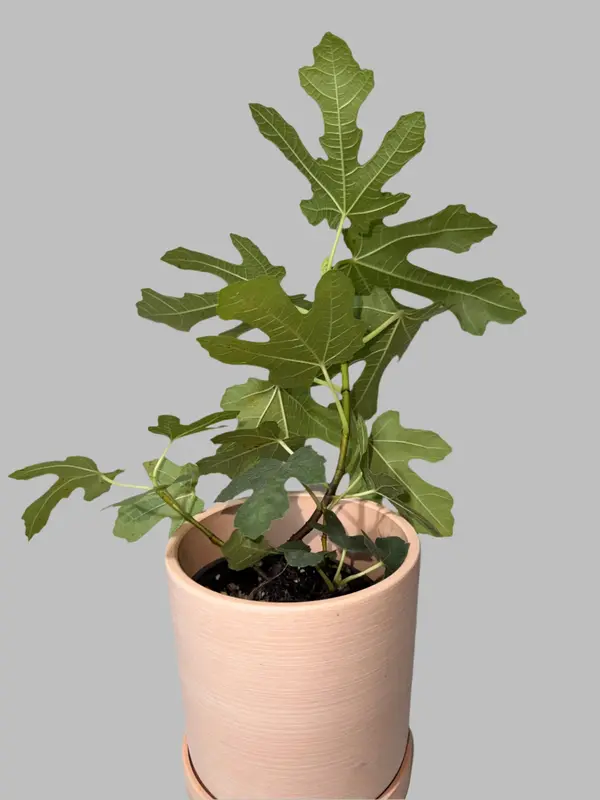 Chicago Hardy Fig - Ficus carica - Cold Hardy - Zones 6 to 10 - Easy to Grow - Compact Fruit Tree - Organic Container Gardeni...