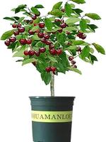 Black Cherry Tree Seedling for Planting | Live Tree Plant ( One Seedling) - Grow Your Own Delicious Cherry Fruits - Ships Dor...