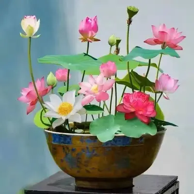 60 Pcs Mix Bonsai Bowl Lotus Seeds, Water LilysFlower Plant, Lotus Seeds for Planting WaterFeatures Mixed Color flower home p...