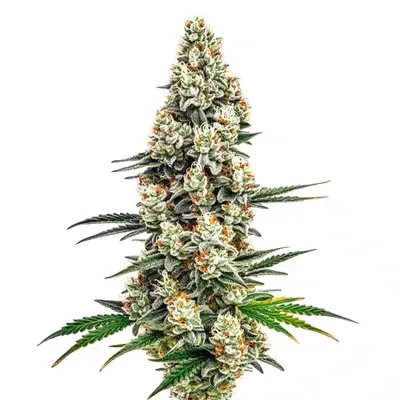 Stardawg - Seeds Pack: 6-seeds