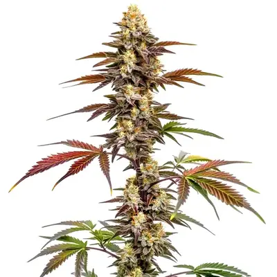 CBD Mango (1:1) - Seeds Pack: 9-seeds