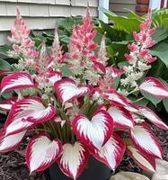 200pcs Hosta Seeds Non-GMO White red Hosta Plant Seeds for Planting Low Maintenance Perennial Seeds Grows in Garden and Pots ...