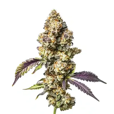 Sour Mac - Seeds Pack: 1-seed
