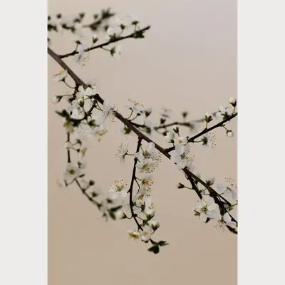 Branches and Blossoms - 2 | Size: 24
