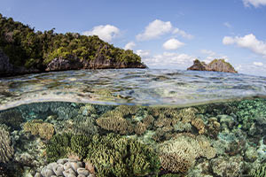 Understanding Marine Biology