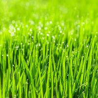 3.000,000 Grass Seeds-Turf grass seeds for lawn planting. Warm-Season Grass species that can form a dense, carpet-like lawn w...